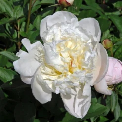 Paeonia 'Immaculée' -UK Garden Plants Shop peony immaculee 4