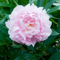 Paeonia 'Immaculée' -UK Garden Plants Shop peony immaculee 5