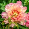 Paeonia 'Julia Rose' -UK Garden Plants Shop peony julia rose 0
