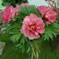 Paeonia 'Julia Rose' -UK Garden Plants Shop peony julia rose 2