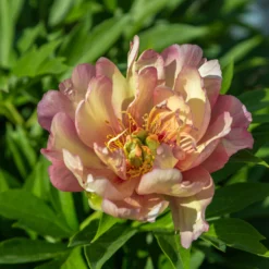 Paeonia 'Julia Rose' -UK Garden Plants Shop peony julia rose 4 scaled
