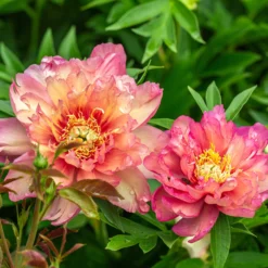 Paeonia 'Julia Rose' -UK Garden Plants Shop peony julia rose 5 scaled