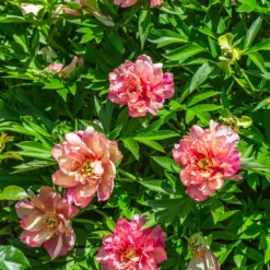 Paeonia 'Julia Rose' -UK Garden Plants Shop peony julia rose 6 scaled