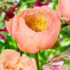 Paeonia 'King's Day' -UK Garden Plants Shop peony kings day 1