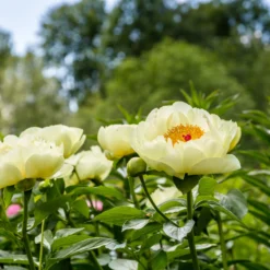 Paeonia 'Lemon Chiffon' -UK Garden Plants Shop peony lemon chiffon 10 scaled