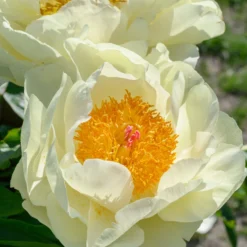Paeonia 'Lemon Chiffon' -UK Garden Plants Shop peony lemon chiffon 11 scaled
