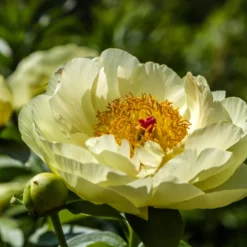 Paeonia 'Lemon Chiffon' -UK Garden Plants Shop peony lemon chiffon 12 scaled
