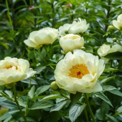 Paeonia 'Lemon Chiffon' -UK Garden Plants Shop peony lemon chiffon 13 scaled