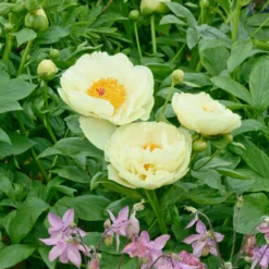 Paeonia 'Lemon Chiffon' -UK Garden Plants Shop peony lemon chiffon 14 scaled