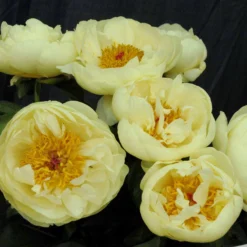 Paeonia 'Lemon Chiffon' -UK Garden Plants Shop peony lemon chiffon 2