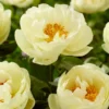 Paeonia 'Lemon Chiffon' -UK Garden Plants Shop peony lemon chiffon 3