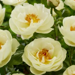 Paeonia 'Lemon Chiffon' -UK Garden Plants Shop peony lemon chiffon 4