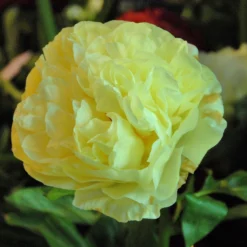 Paeonia 'Lemon Chiffon' -UK Garden Plants Shop peony lemon chiffon 5