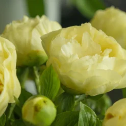 Paeonia 'Lemon Chiffon' -UK Garden Plants Shop peony lemon chiffon 6 scaled