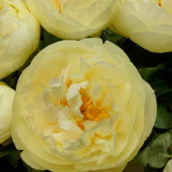 Paeonia 'Lemon Chiffon' -UK Garden Plants Shop peony lemon chiffon 7