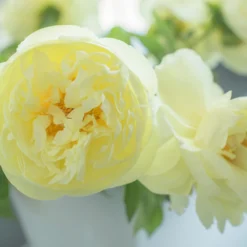 Paeonia 'Lemon Chiffon' -UK Garden Plants Shop peony lemon chiffon 8