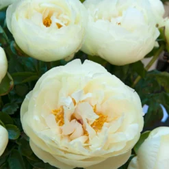 Paeonia 'Lemon Chiffon' -UK Garden Plants Shop peony lemon chiffon 9