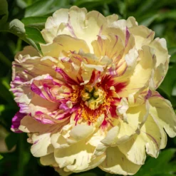 Paeonia 'Lollipop' -UK Garden Plants Shop peony lollipop 3 scaled