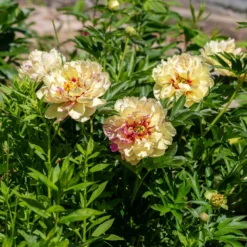 Paeonia 'Lollipop' -UK Garden Plants Shop peony lollipop 4 scaled