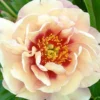 Paeonia 'Magical Mystery Tour' -UK Garden Plants Shop peony magical mystery tour 0