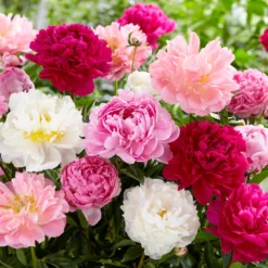 Peony Collection 'Colourburst' -UK Garden Plants Shop peony mixed 1