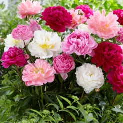 Peony Collection 'Colourburst' -UK Garden Plants Shop peony mixed 2