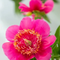 Paeonia 'Anemoniflora' -UK Garden Plants Shop peony officinalis anemoniflora 1