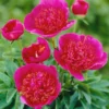 Paeonia 'Anemoniflora' -UK Garden Plants Shop peony officinalis anemoniflora 2 b5b22297 99ae 416d 88d2 e836077837e8