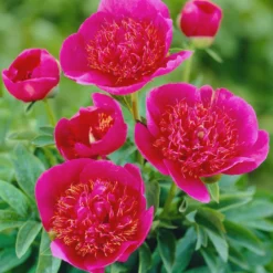 Paeonia 'Anemoniflora'