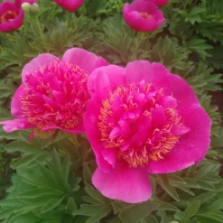 Paeonia 'Anemoniflora' -UK Garden Plants Shop peony officinalis anemoniflora 4 scaled