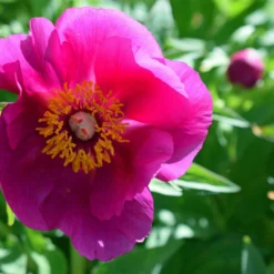 Paeonia 'Anemoniflora' -UK Garden Plants Shop peony officinalis anemoniflora 6 scaled
