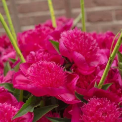 Paeonia 'Purple Spider' -UK Garden Plants Shop peony purple spider 3 scaled