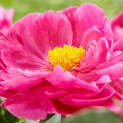 Paeonia 'Red Sarah Bernhardt' -UK Garden Plants Shop peony red sarah bernhardt 2