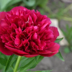 Paeonia 'Red Sarah Bernhardt' -UK Garden Plants Shop peony red sarah bernhardt 4 scaled