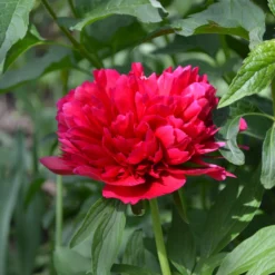 Paeonia 'Red Sarah Bernhardt' -UK Garden Plants Shop peony red sarah bernhardt 5 scaled