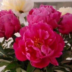Paeonia 'Red Sarah Bernhardt' -UK Garden Plants Shop peony red sarah bernhardt 6