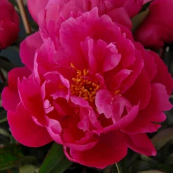 Paeonia 'Red Sarah Bernhardt' -UK Garden Plants Shop peony red sarah bernhardt 7