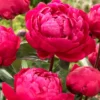 Paeonia 'Red Sarah Bernhardt' -UK Garden Plants Shop peony red sarah bernhardt 8