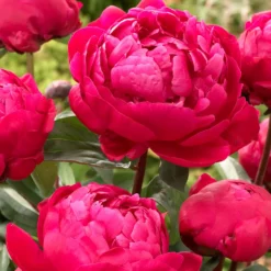 Paeonia 'Red Sarah Bernhardt'