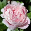 Paeonia 'Sarah Bernhardt' -UK Garden Plants Shop peony sarah bernhardt 0 scaled