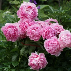 Paeonia 'Sarah Bernhardt' -UK Garden Plants Shop peony sarah bernhardt 1 scaled