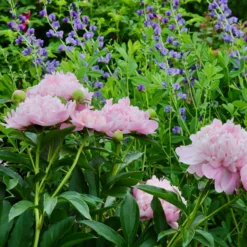 Paeonia 'Sarah Bernhardt' -UK Garden Plants Shop peony sarah bernhardt 2 scaled