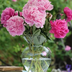 Paeonia 'Sarah Bernhardt' -UK Garden Plants Shop peony sarah bernhardt 5 scaled