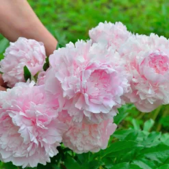Paeonia 'Sarah Bernhardt' -UK Garden Plants Shop peony sarah bernhardt 6 scaled