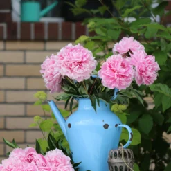 Paeonia 'Sarah Bernhardt' -UK Garden Plants Shop peony sarah bernhardt 7 scaled