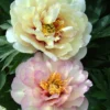 Paeonia 'Scrumdiddlyumptious' -UK Garden Plants Shop peony scrumdiddlyumptious 1 scaled