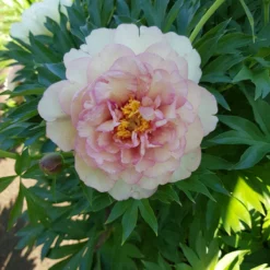 Paeonia 'Scrumdiddlyumptious' -UK Garden Plants Shop peony scrumdiddlyumptious 4