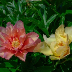 Paeonia 'Scrumdiddlyumptious' -UK Garden Plants Shop peony scrumdiddlyumptious 5 scaled