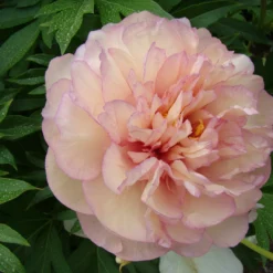 Paeonia 'Scrumdiddlyumptious' -UK Garden Plants Shop peony scrumdiddlyumptious 7