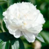Paeonia 'Shirley Temple' -UK Garden Plants Shop peony shirley temple 0